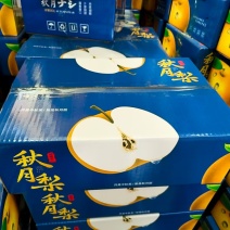 山东秋月梨产地直发甜度高支持电商市场一件代发