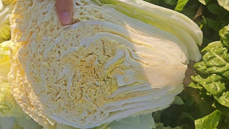 黄心白菜直供包装车
