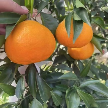 春见耙耙柑