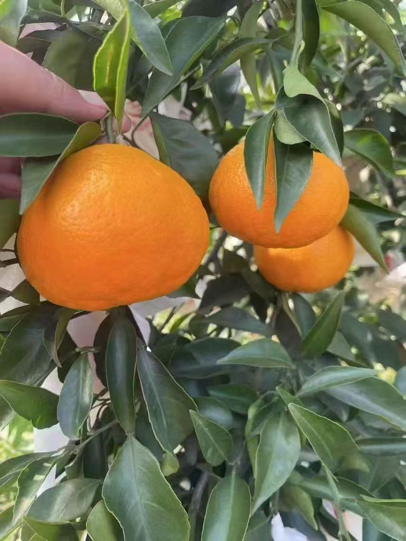 春见耙耙柑