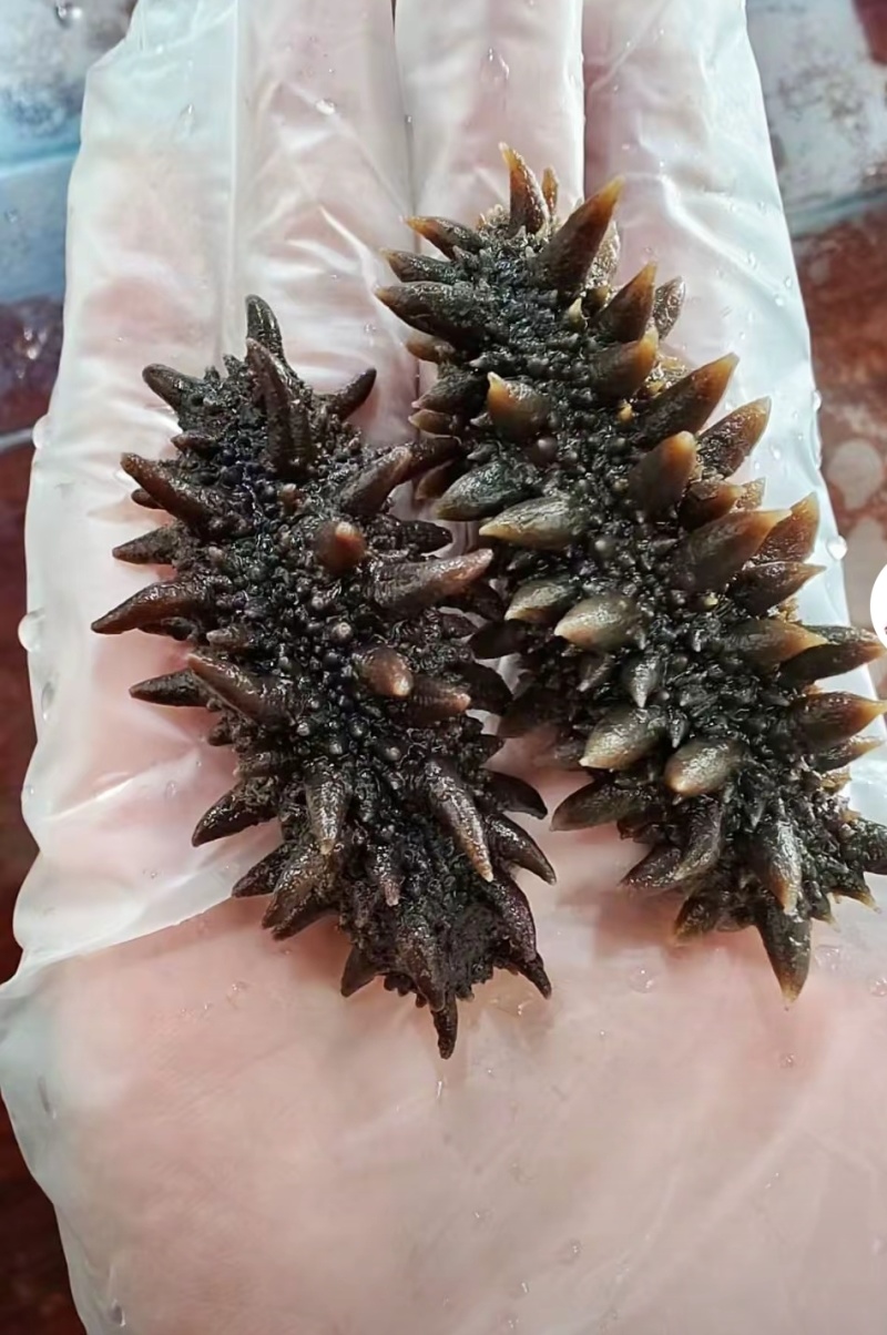 鲜食海参-批发零售，源头捕捞加工生产，贴牌代工，