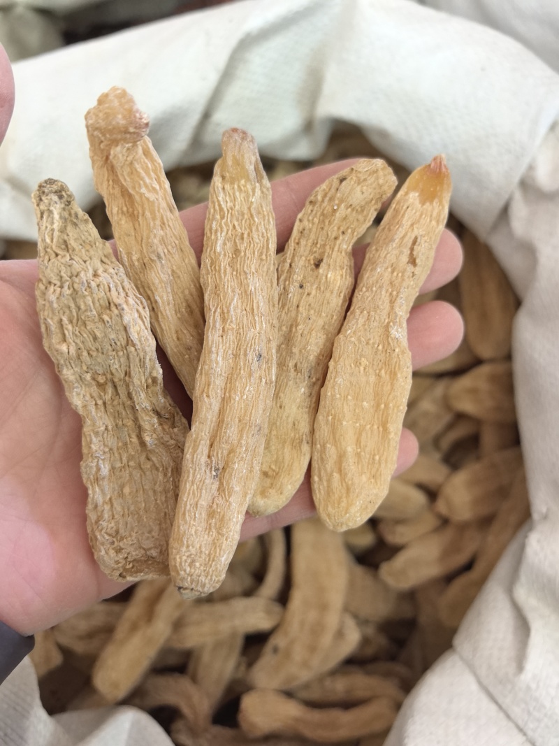 天麻小天麻个现货供应量大从优