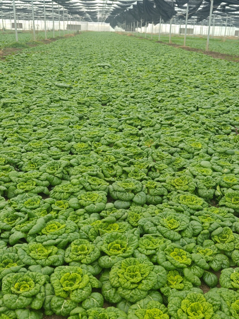 乌塌菜