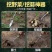 挖野菜神器挖蒜锰钢小铲子挖荠菜园艺铁铲种花挖土牙粉