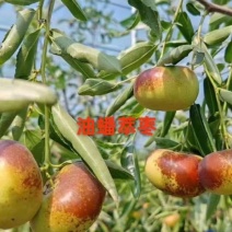 油蟠枣苗，个头大单果50克以上，糖度30个以上。