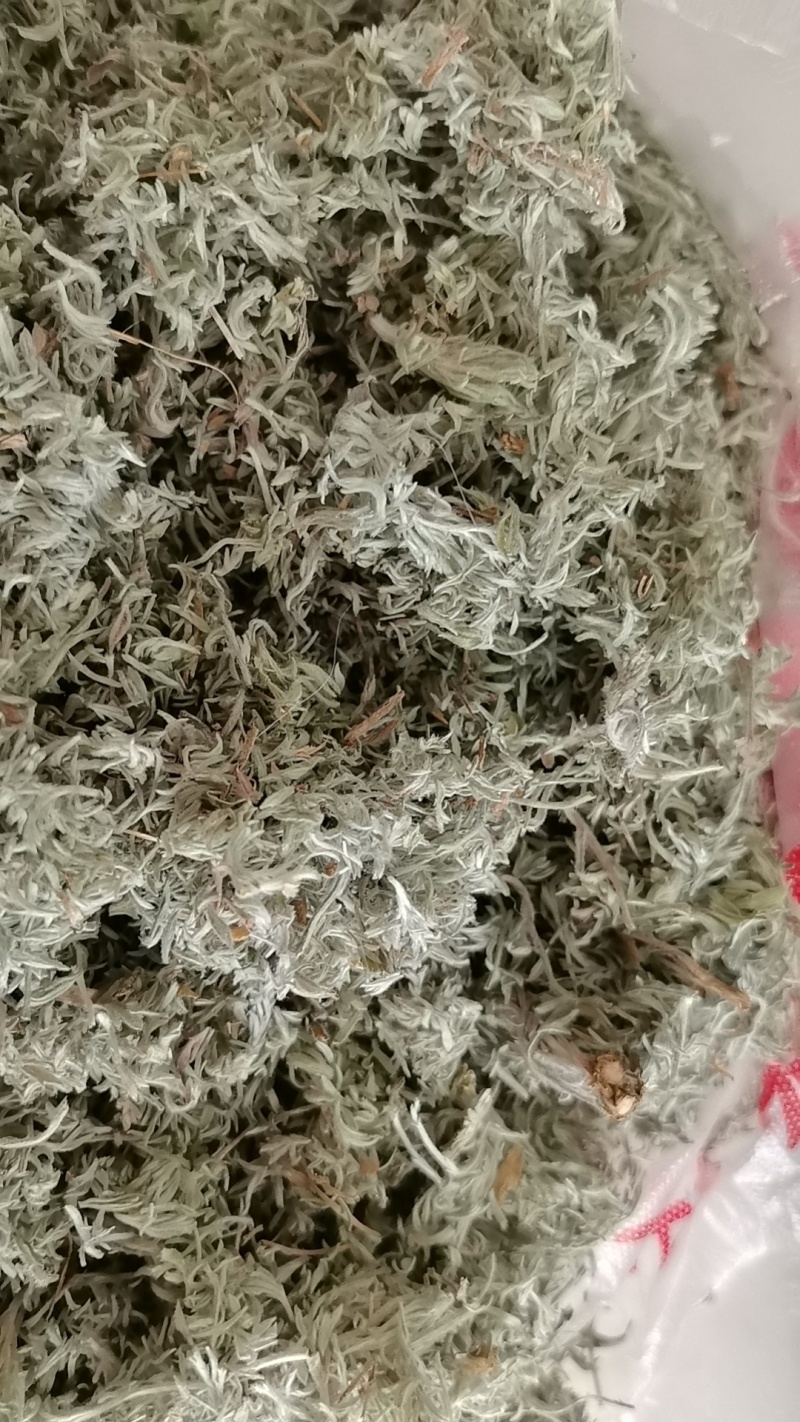 精品前期茵陈