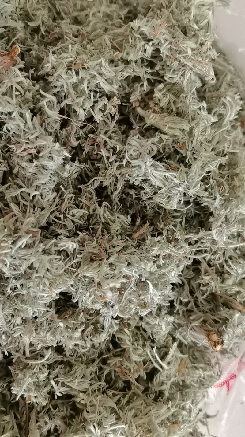 精品前期茵陈