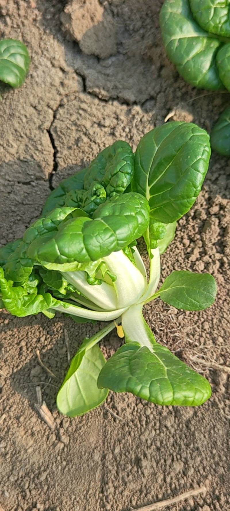 乌塌菜