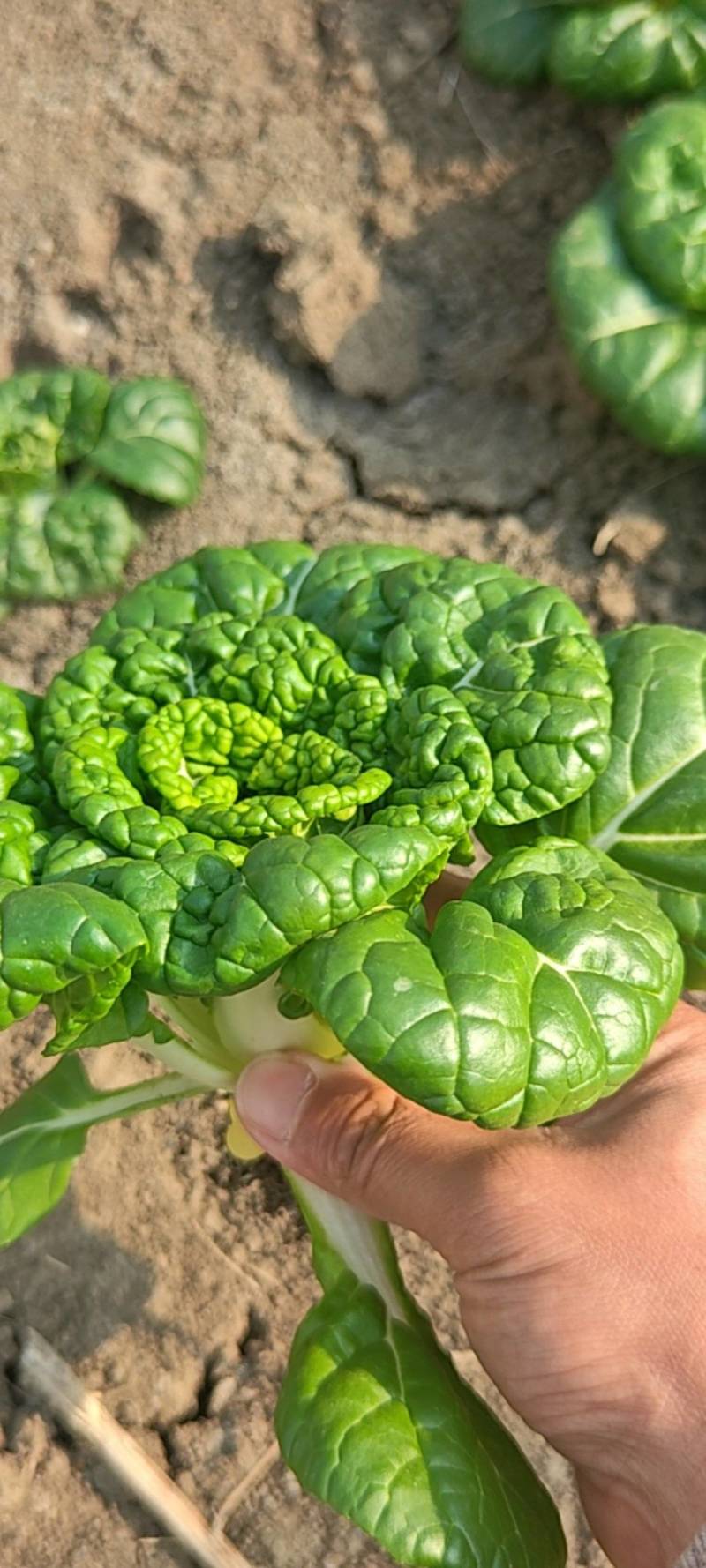 乌塌菜