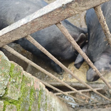 农家圈养黑猪两头，无饲料喂养，价格可以商量