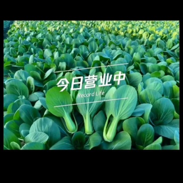 油菜上海青
