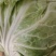 精品大白菜