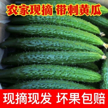 带刺黄瓜新鲜现摘农家种蔬菜全国发货，欢迎进店