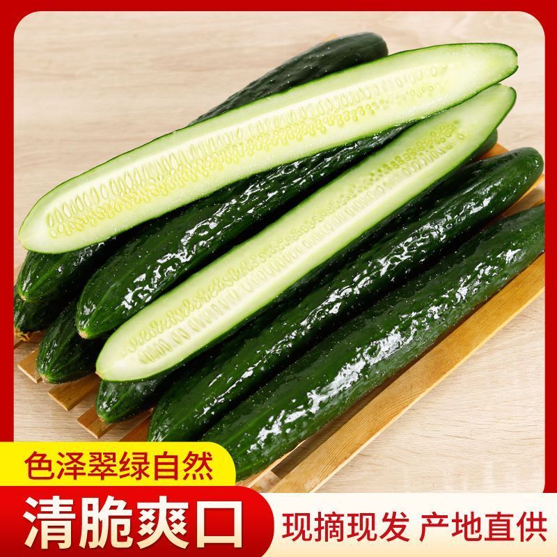 带刺黄瓜新鲜现摘农家种蔬菜全国发货，欢迎进店