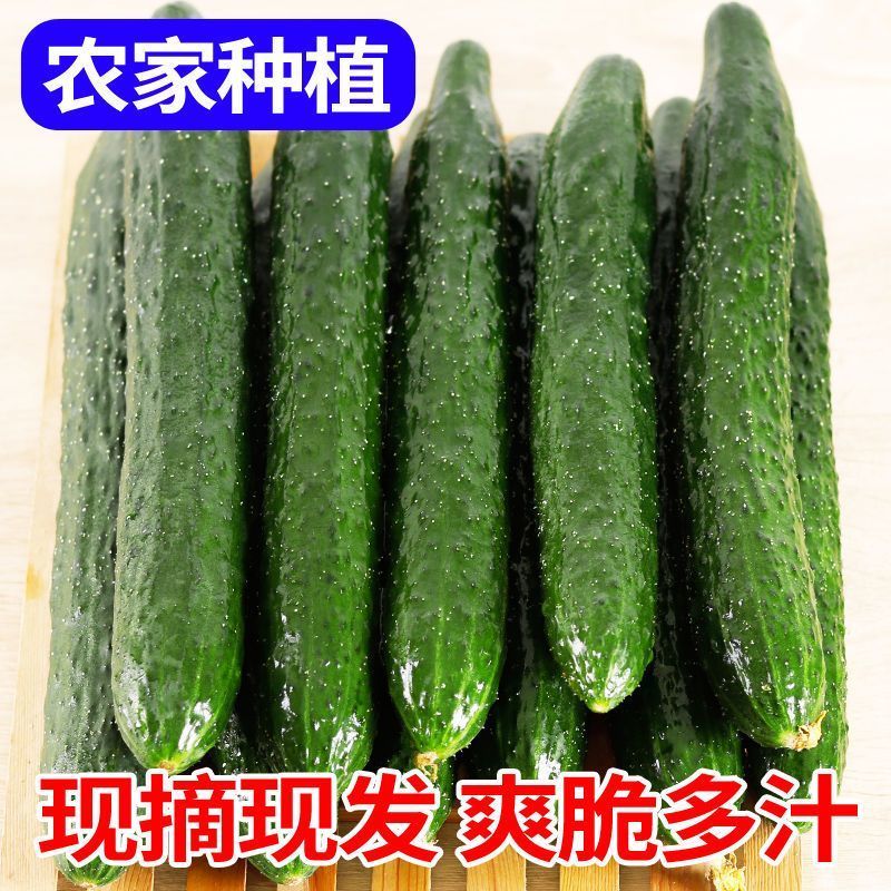 带刺黄瓜新鲜现摘农家种蔬菜全国发货，欢迎进店