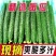 带刺黄瓜新鲜现摘农家种蔬菜全国发货，欢迎进店