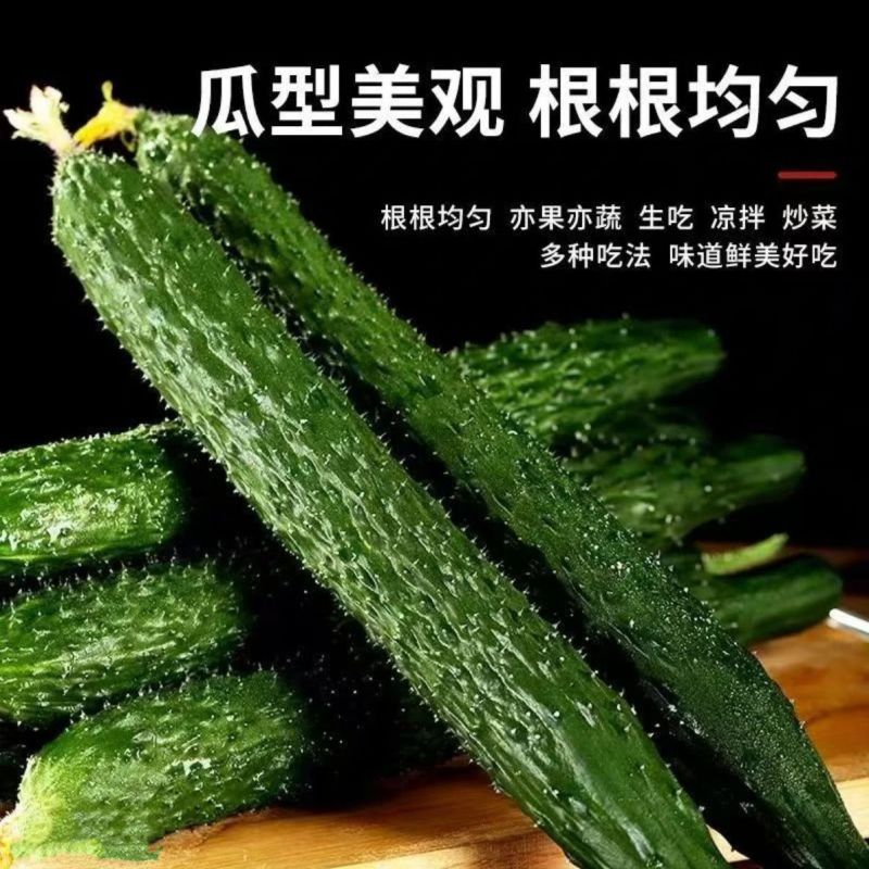 带刺黄瓜新鲜现摘农家种蔬菜全国发货，欢迎进店