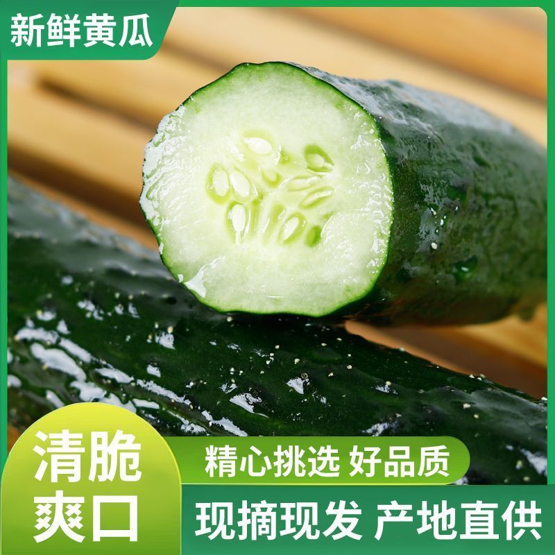 带刺黄瓜新鲜现摘农家种蔬菜全国发货，欢迎进店