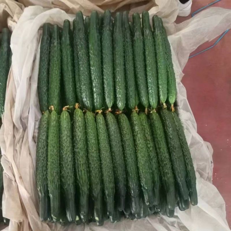 带刺黄瓜新鲜现摘农家种蔬菜全国发货，欢迎进店