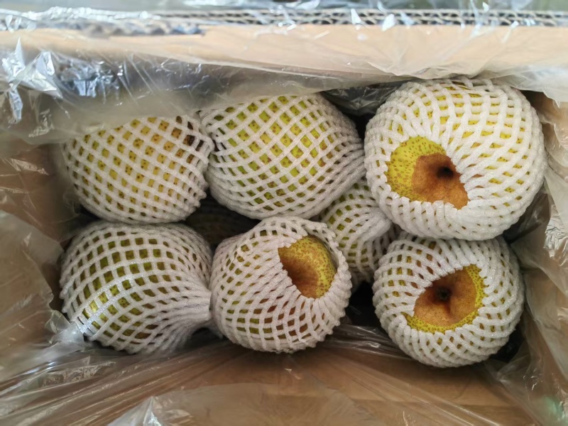 正宗莱阳梨核心产区直供果大脆甜多汁整车起批