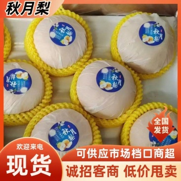 【一件代发】河北秋月梨脆甜无渣支持批发商超欢迎来电