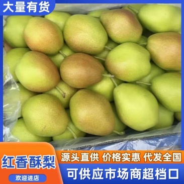 一件代发河北红香酥梨酥脆多汁产地直发支持批发商超