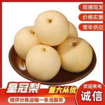 河北石家庄皇冠梨冷库现货品质保证支持代发欢迎来电