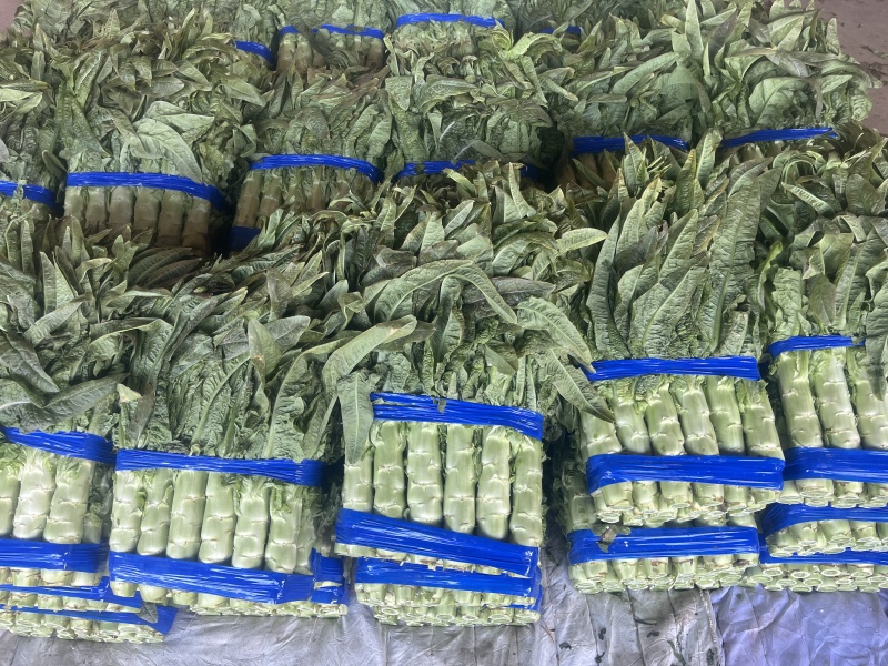 八毛钱便宜处理300亩温室莴苣