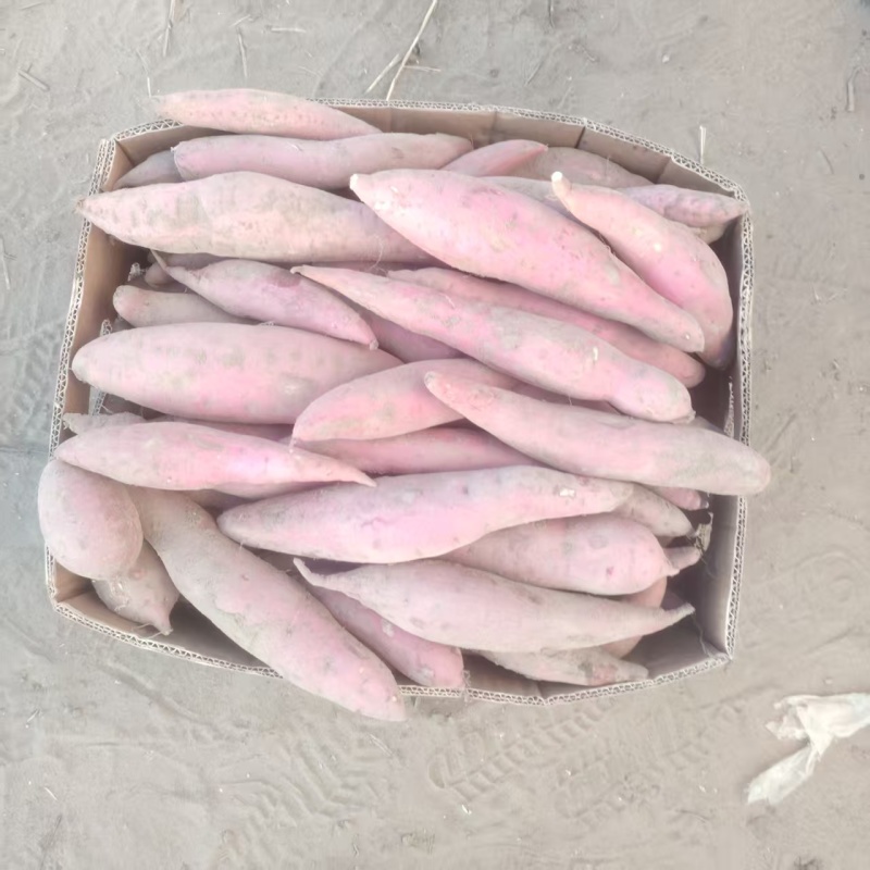 河北西瓜红红薯产地直发一手货源品质保障欢迎咨询