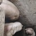 整猪