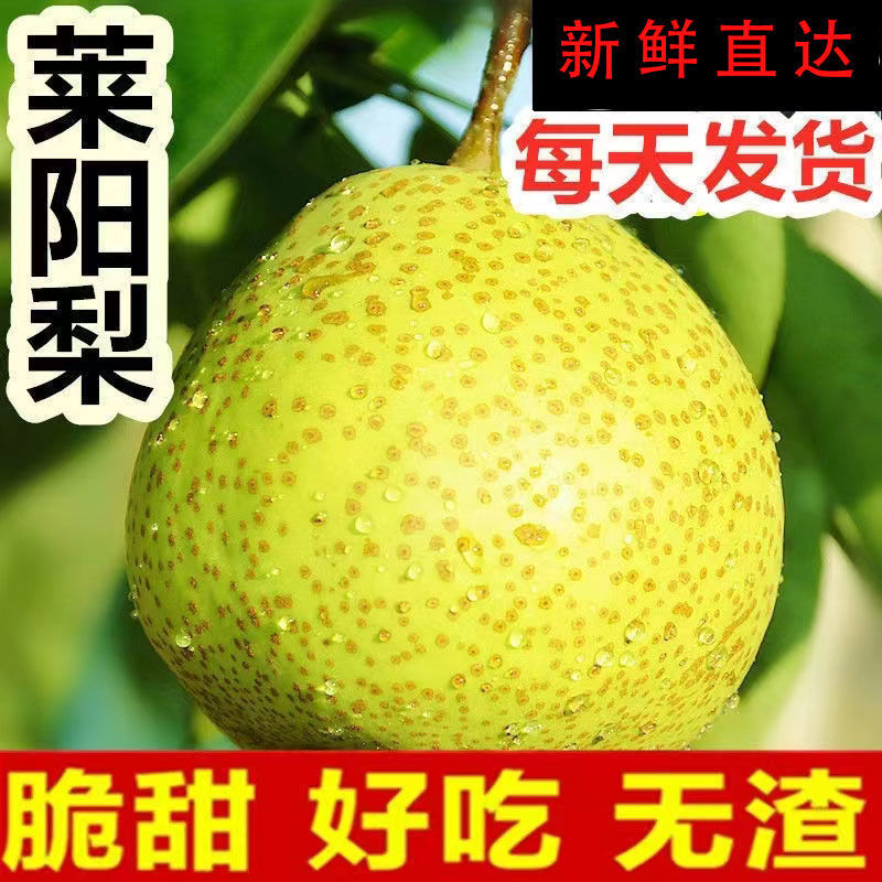 正宗莱阳梨核心产区直供果大脆甜多汁整车起批