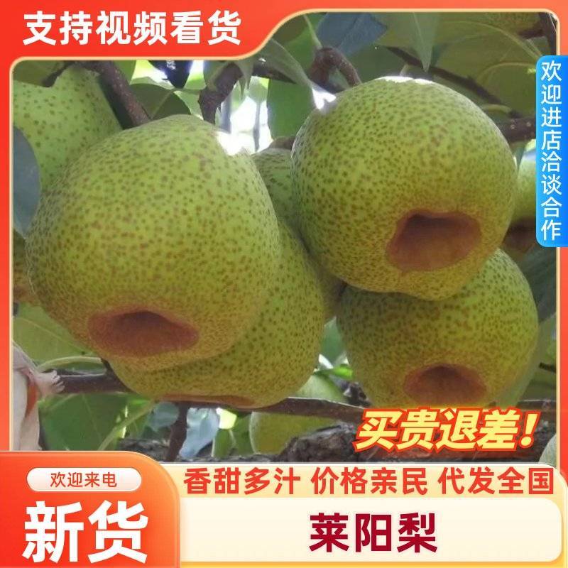 正宗莱阳梨核心产区直供果大脆甜多汁整车起批