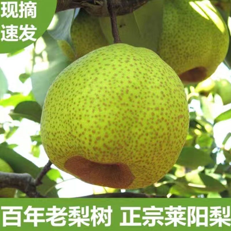 莱阳梨一级大果现摘皮薄汁多核小**大宗批发
