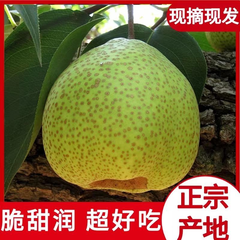 莱阳梨一级大果现摘皮薄汁多核小**大宗批发