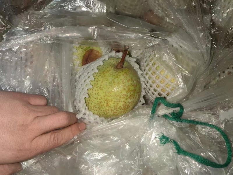 莱阳梨一级大果现摘皮薄汁多核小**大宗批发