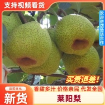 产地精品莱阳梨脆甜爽口果园直发支持批量订购