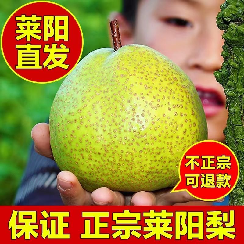 产地精品莱阳梨脆甜爽口果园直发支持批量订购