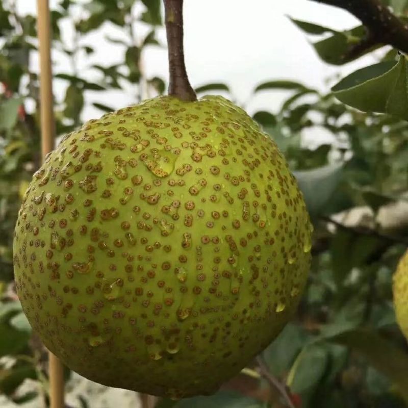 产地精品莱阳梨脆甜爽口果园直发支持批量订购