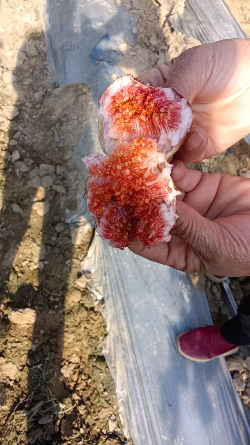 山东高唐百亩暖棚波姬红无花果