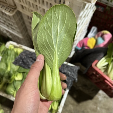 精品上海青
