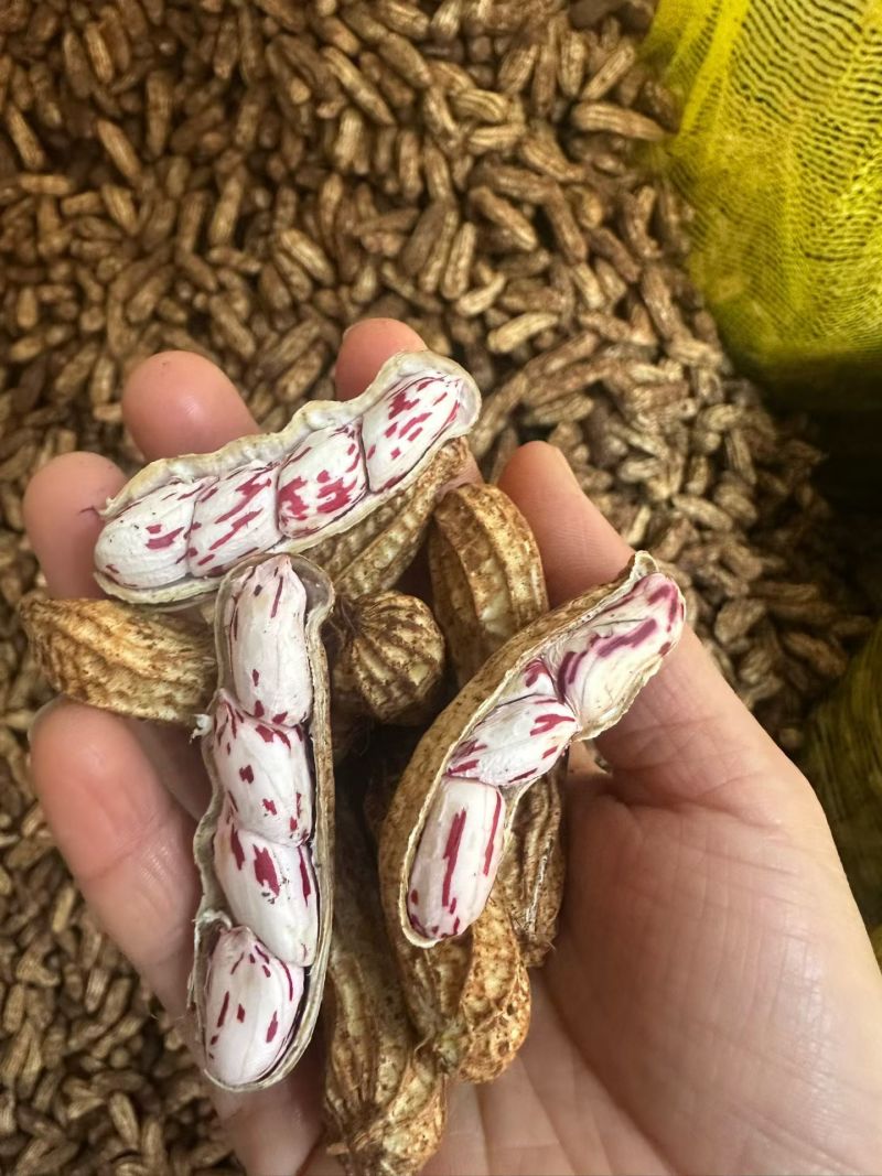 云南七彩花生大量批发