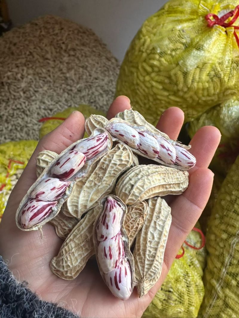 云南七彩花生大量批发