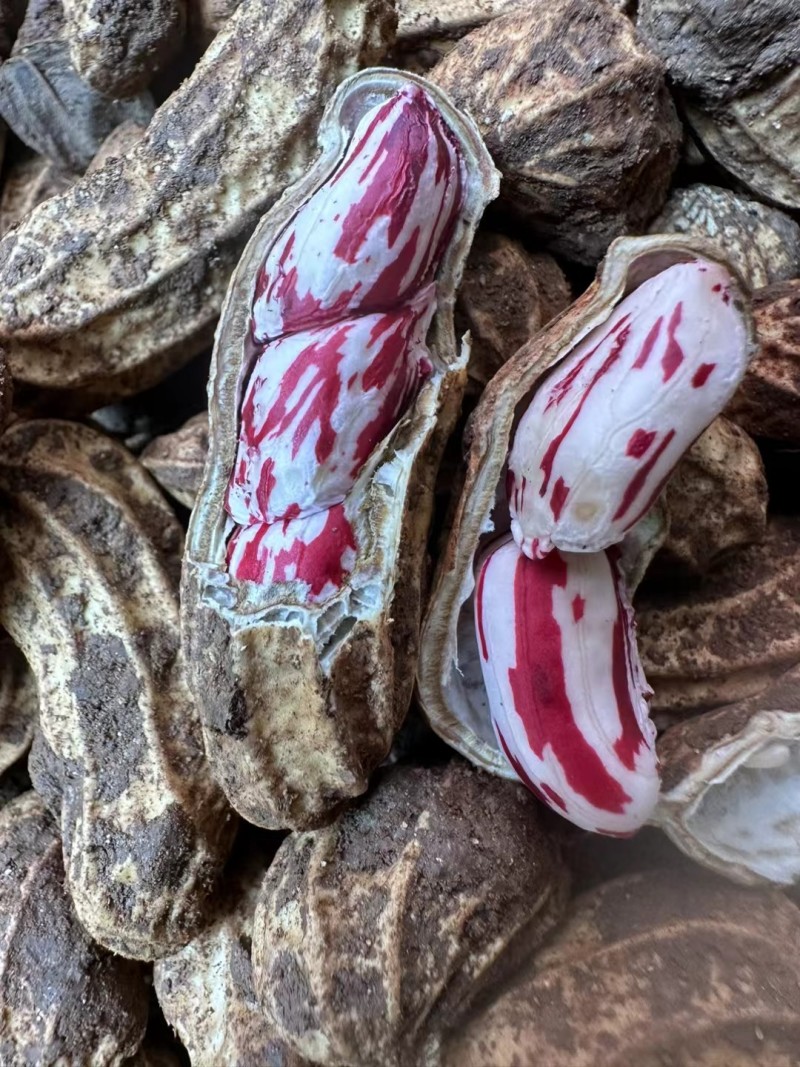 云南七彩花生大量批发