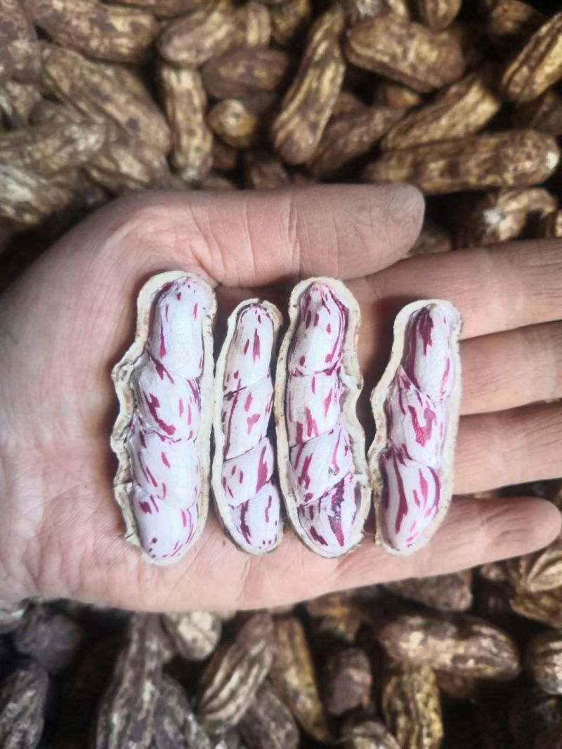 云南七彩花生大量批发