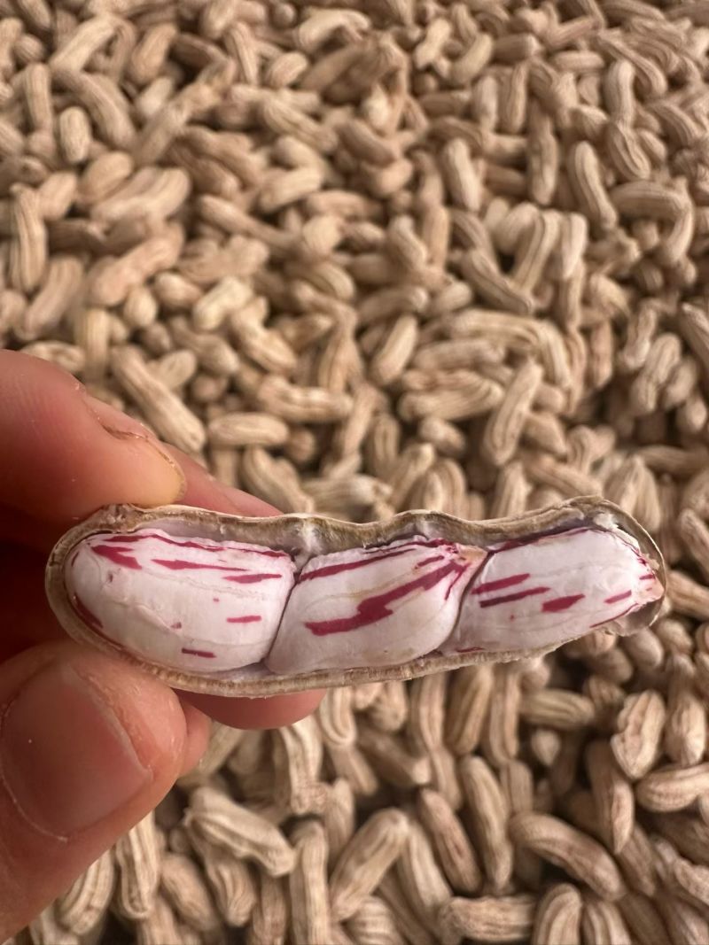 云南七彩花生大量批发