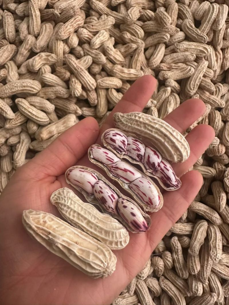 云南七彩花生大量批发
