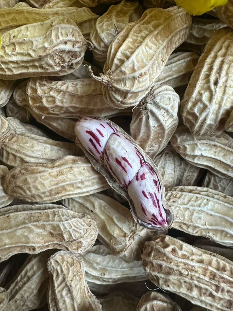 云南七彩花生大量批发
