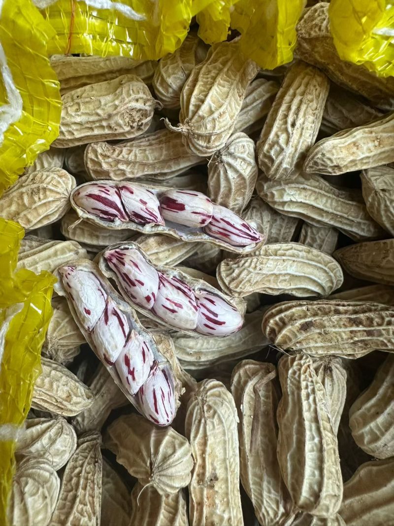 云南七彩花生大量批发
