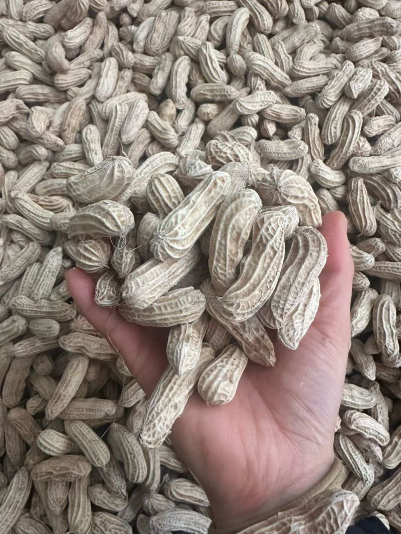 云南七彩花生大量批发