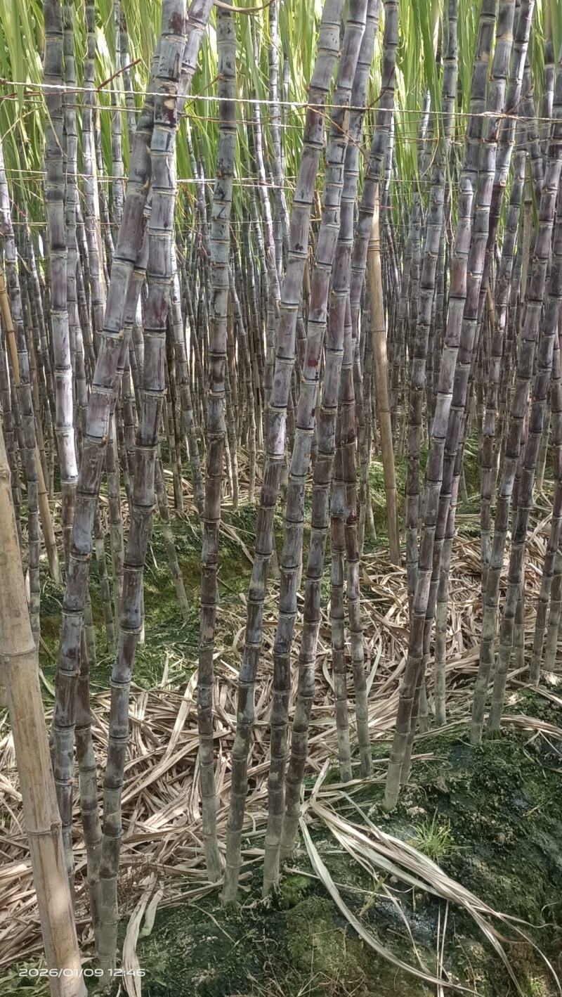 广西博白黑皮甘蔗，脆甜多汁，量大从优，免费提供便宜回程车